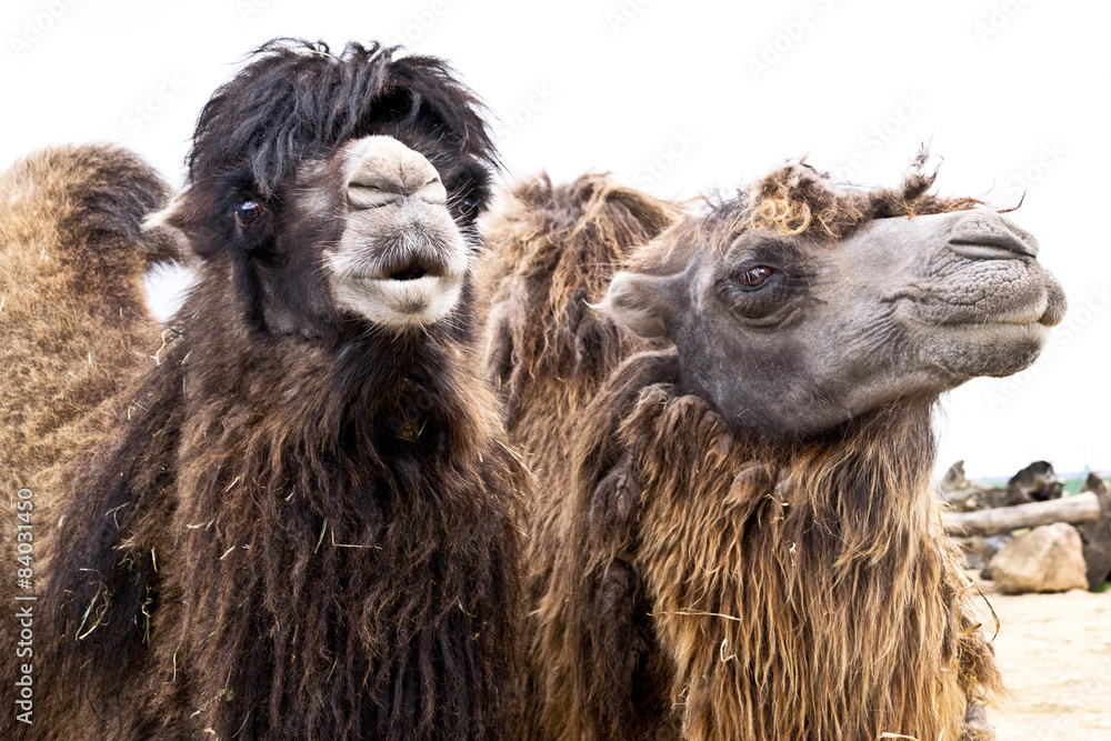 Domestic bactrian camel