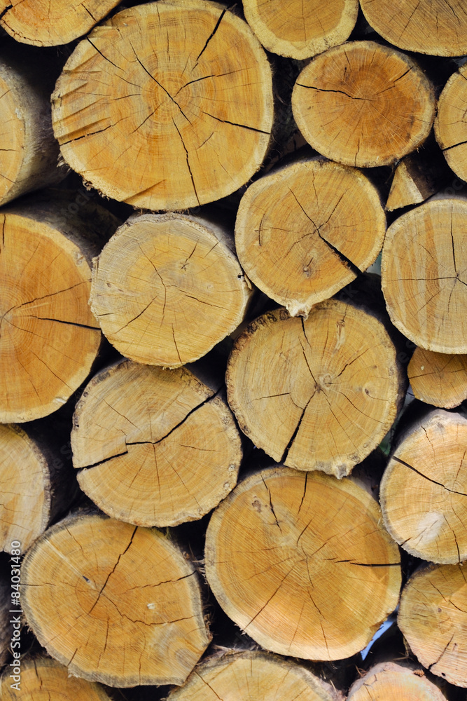 logging logging