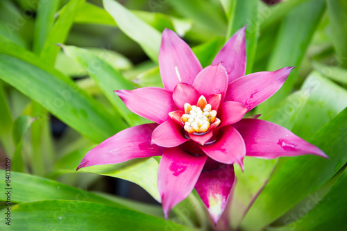 Fototapeta Naklejka Na Ścianę i Meble -  pink bromeliad