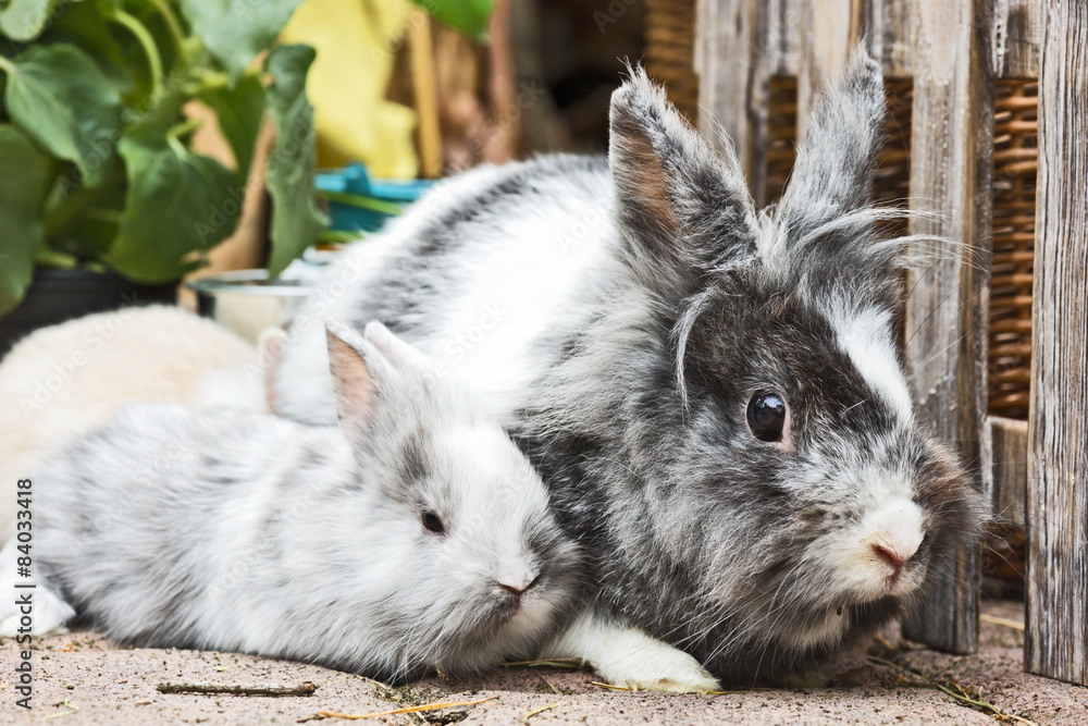 Obraz premium Kaninchen im Garten