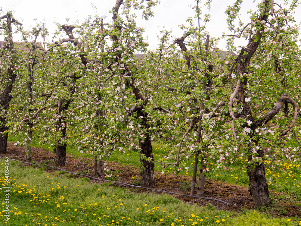 Fruit trees