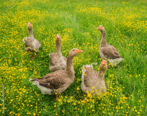 Fotografie Fünf Gänse auf blühender Frühlingswiese