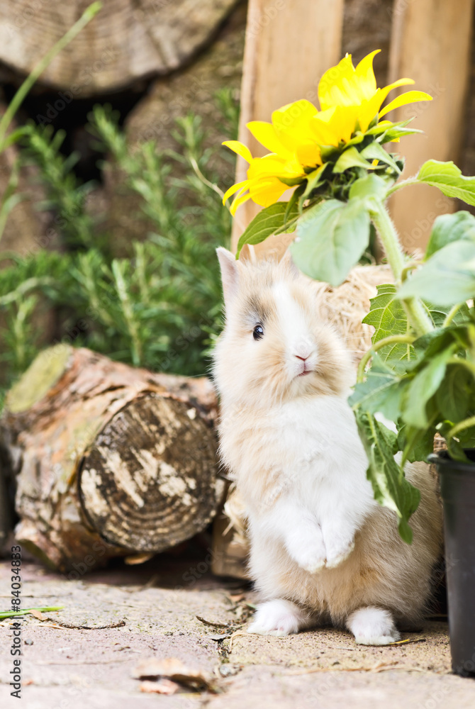 Obraz premium Kaninchen im Garten
