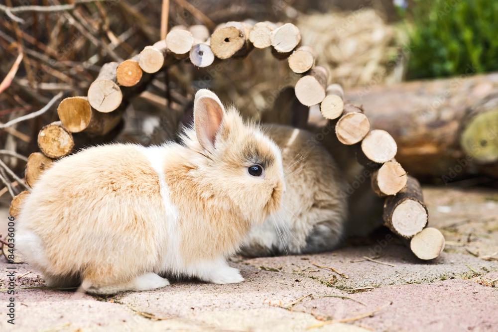 Fototapeta premium Kaninchen im Garten