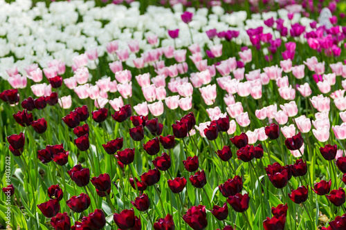 Fototapeta Naklejka Na Ścianę i Meble -  bright colorful flowers tulips for background, posters, cards