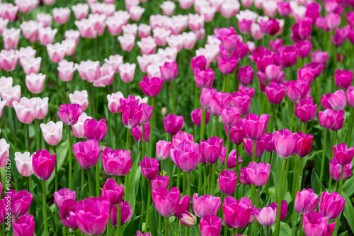 bright colorful flowers tulips for background, posters, cards