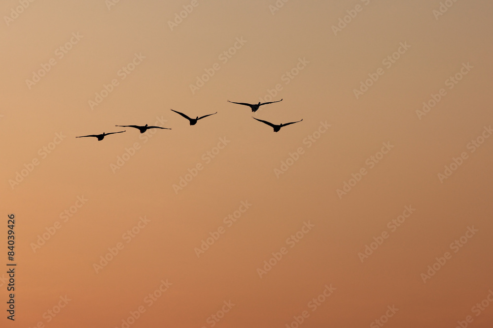 Obraz premium Silhouette von fünf fliegenden Schwänen bei Sonnenaufgang