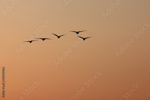 Silhouette von fünf fliegenden Schwänen bei Sonnenaufgang