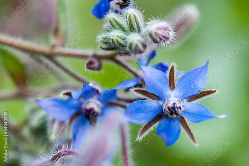Tableau sur toile Borretsch / Gurkenkraut (Borago officinalis)