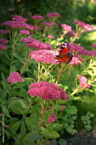  Sedum spectabile and butterfly