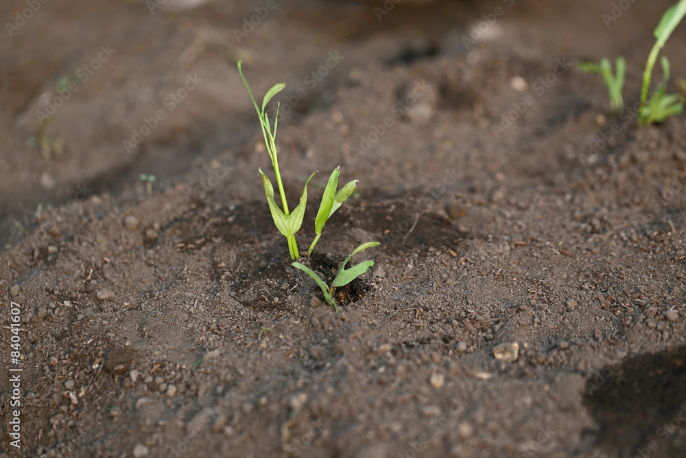 クウシンサイの植え付け クウシンサイの植え付け