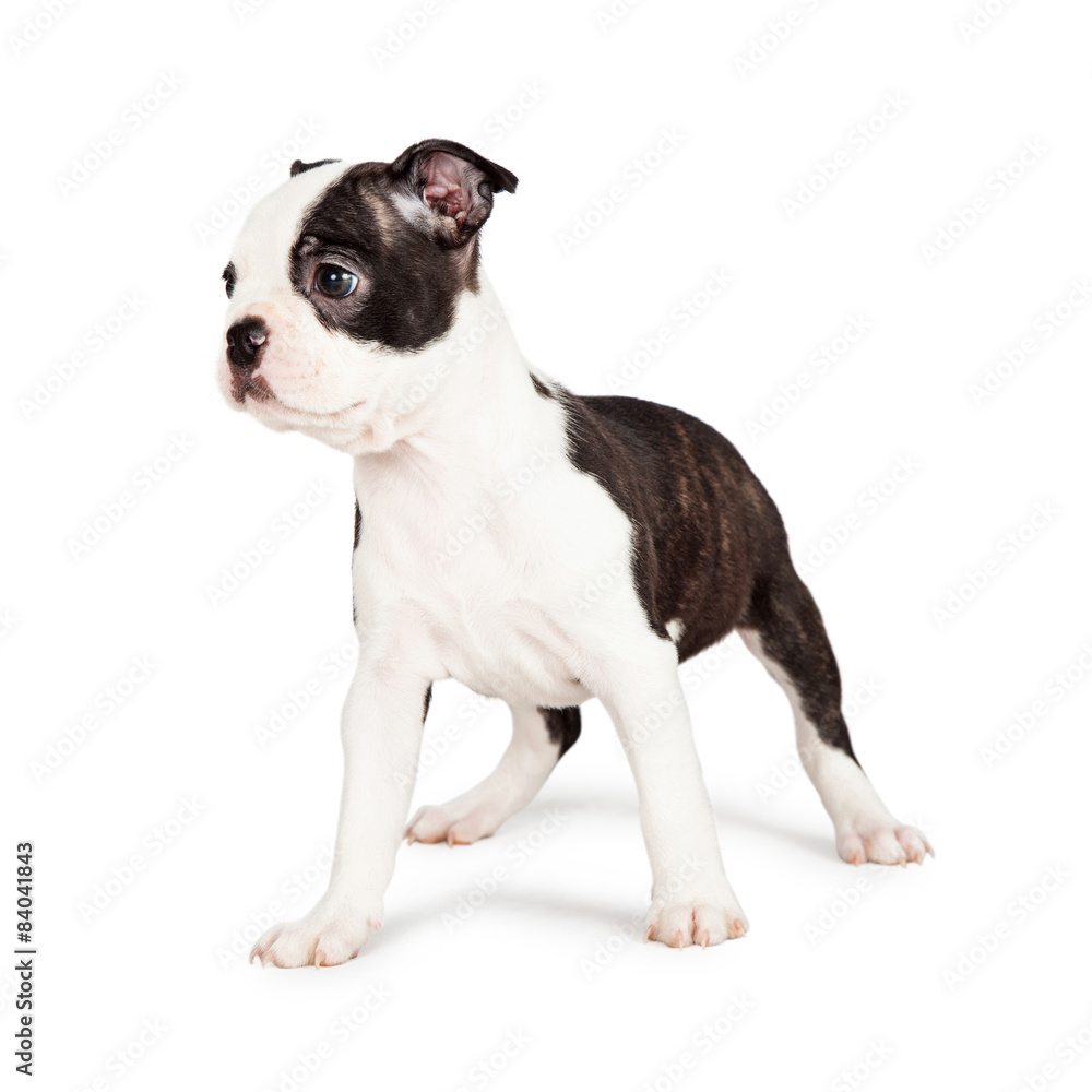 Attentive Boston Terrier Puppy Looking to Side