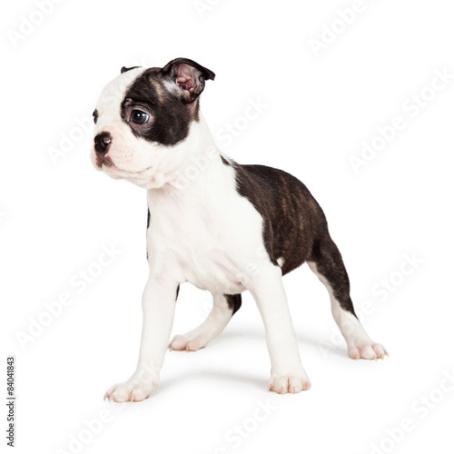 Attentive Boston Terrier Puppy Looking to Side © adogslifephoto