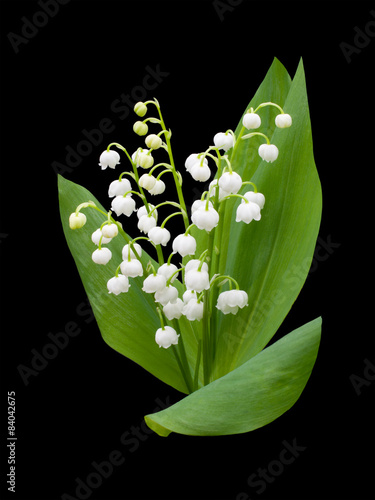 Lily of the valley - convallaria majalis