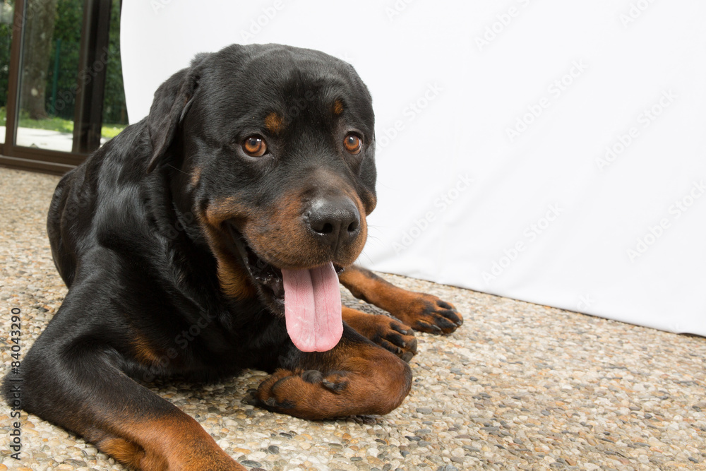 Dog rottweiler Dog rottweiler