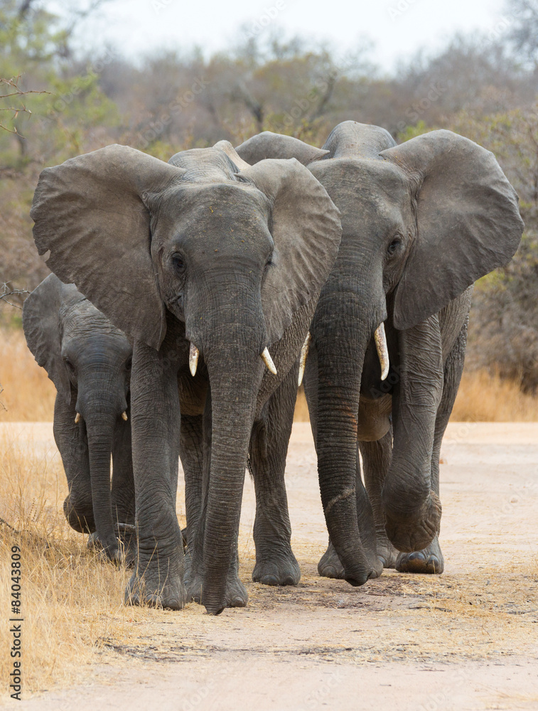 African Elephants Walking