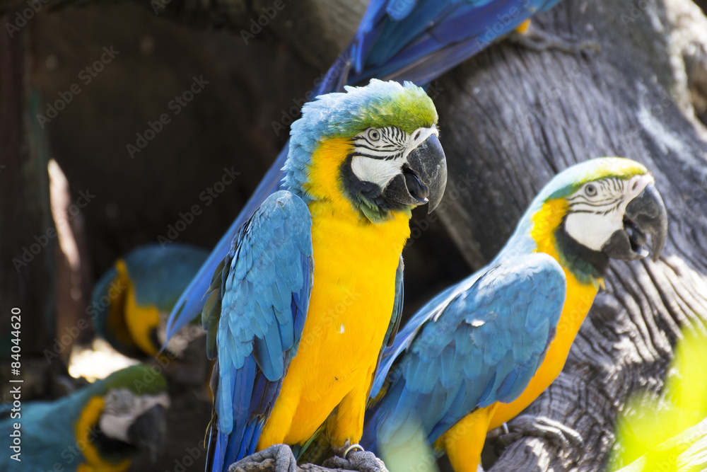 Obraz premium Yellow and blue macaw, colorful bird