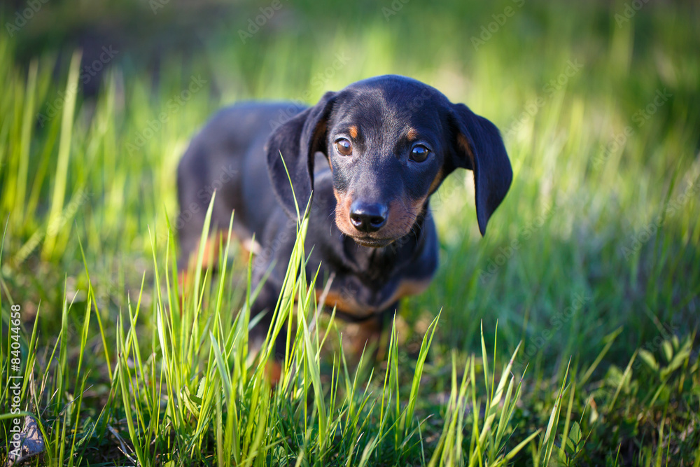 dachshund puppy