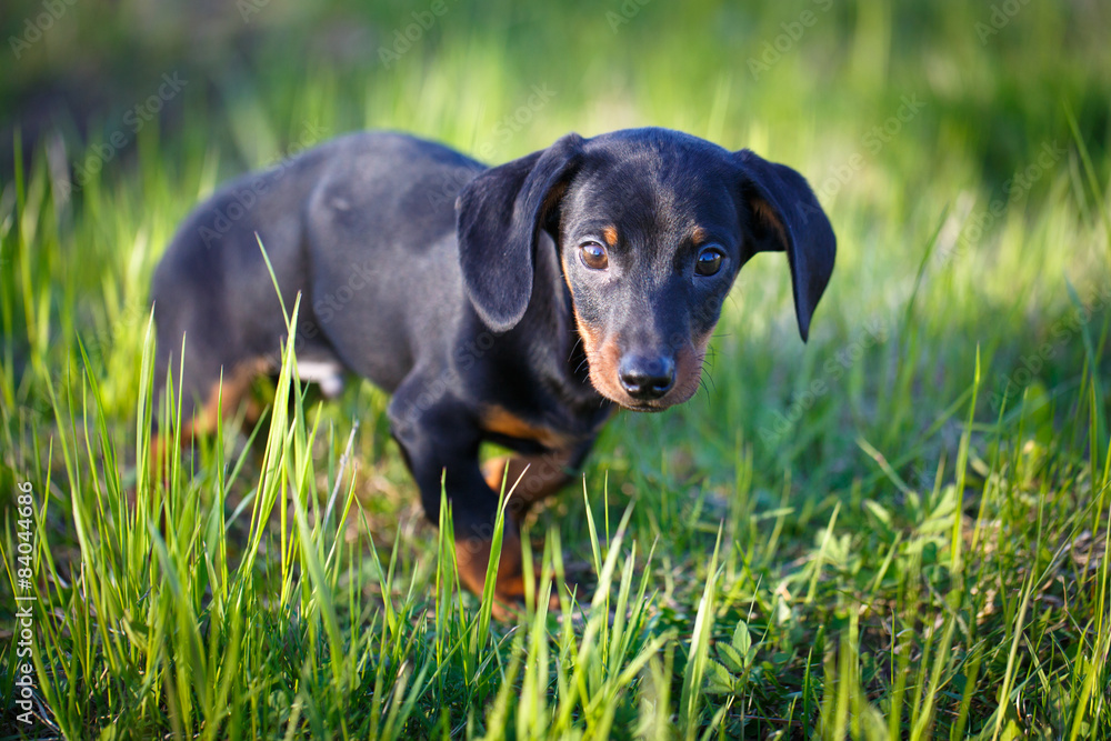 dachshund puppy