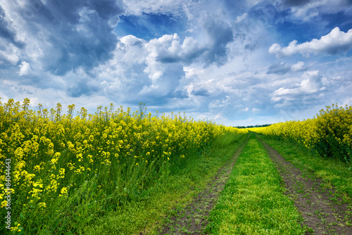 Summer field landscape, yellow rapeseed flower