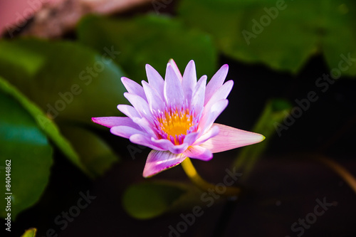 Pink lotus flower blooming on pond