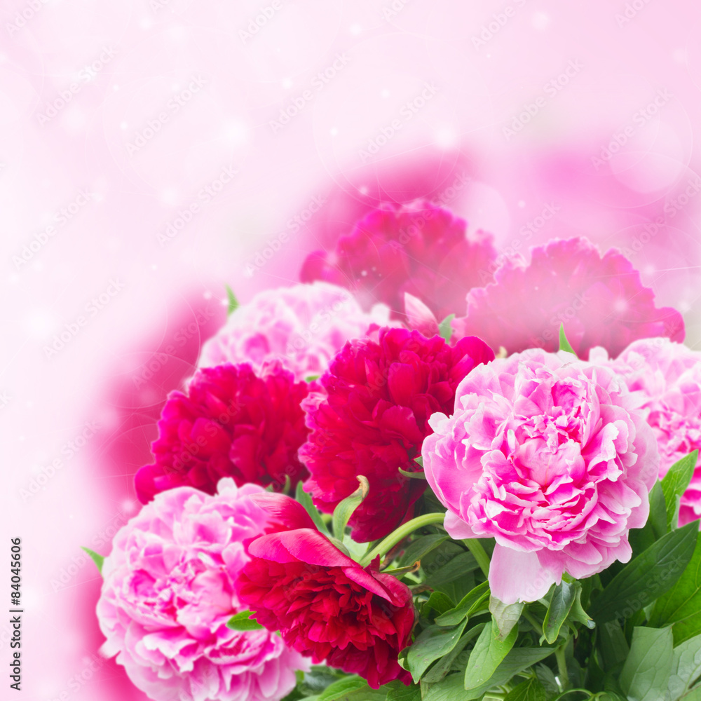 garden of pink peonies