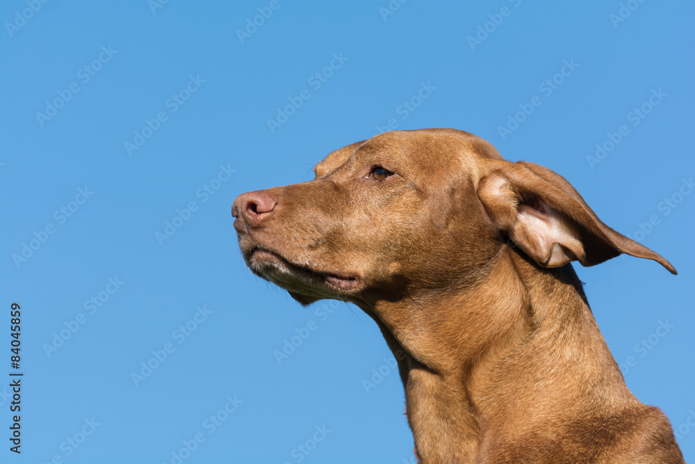 Vizsla Dog (Hungarian Pointer) with Blue Sky. Vizsla Dog (Hungarian Pointer) with Blue Sky.