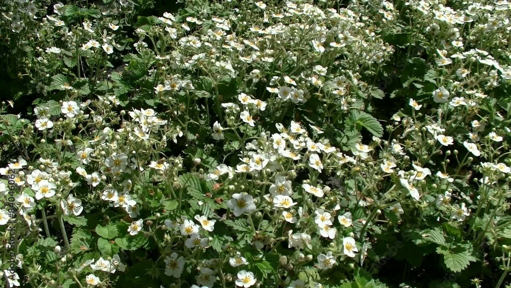 Strawberry flowers 06/ strawberry blossom Strawberry flowers 06/ strawberry blossom