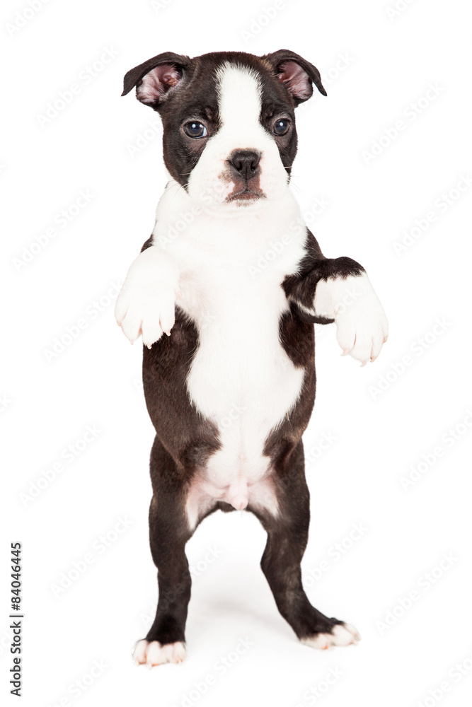 Boston Terrier Puppy Dancing On Hind Legs Boston Terrier Puppy Dancing On Hind Legs
