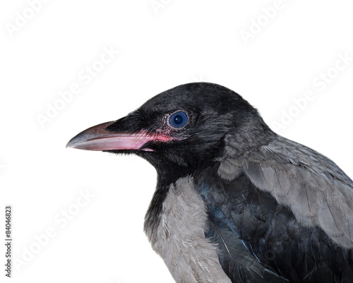 Young hooded crow  Corvus cornix  isolated on white 