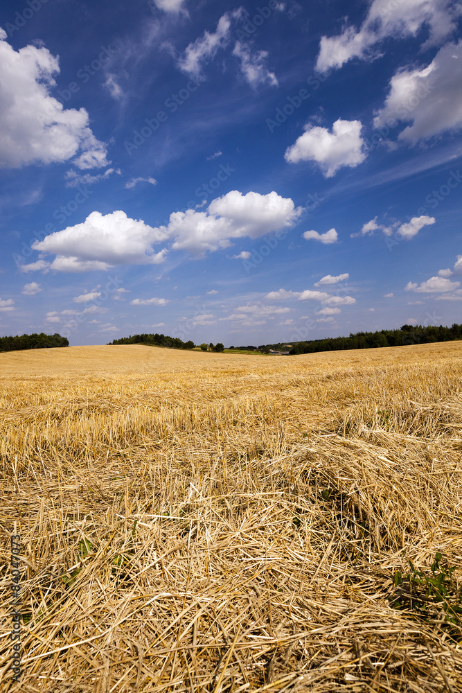 Naklejka premium slanted wheat 