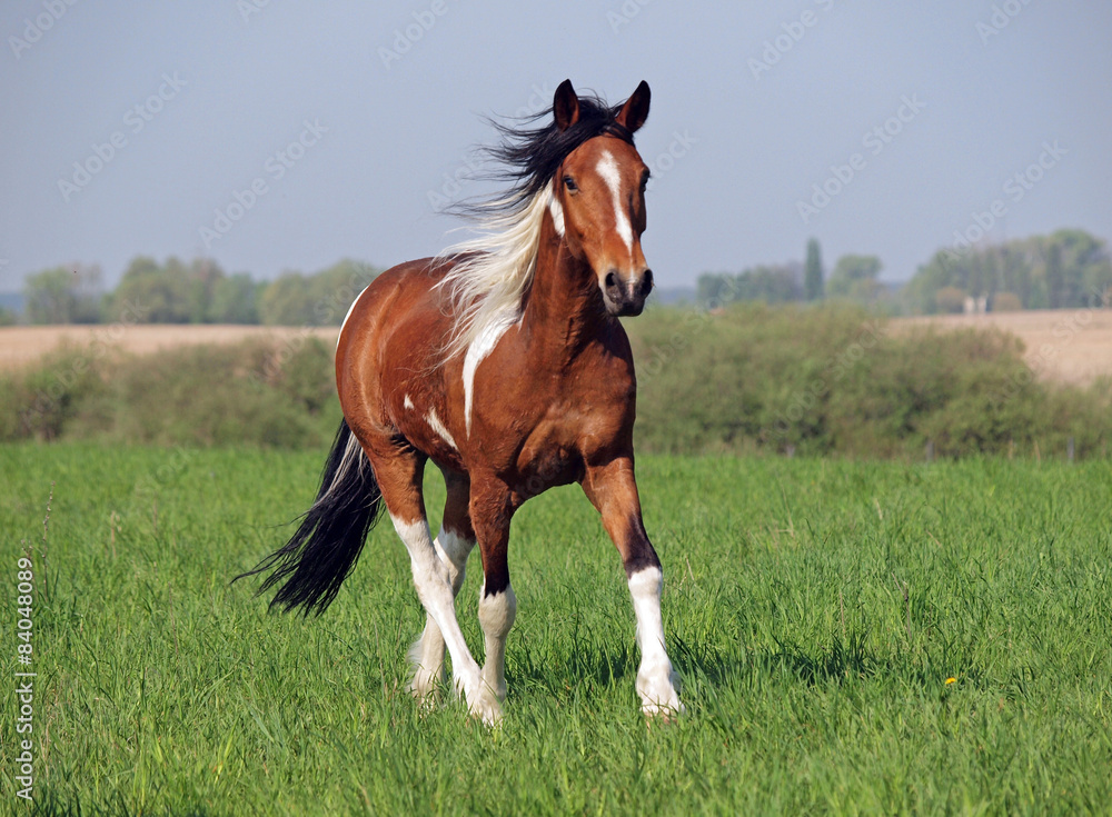 Beautiful horse of piebald colour trotting on a green meadow Beautiful horse of piebald colour trotting on a green meadow
