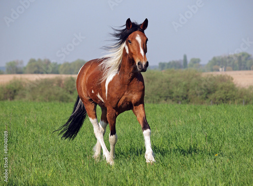 Beautiful horse of piebald colour trotting on a green meadow