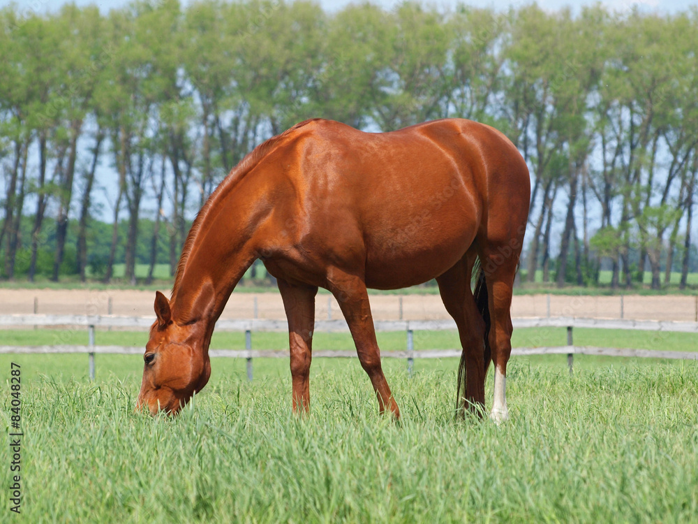 Fototapeta premium Chestnut horse grazes on the enclosed pasture in summer