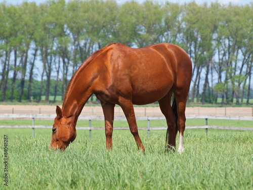 Chestnut horse grazes on the enclosed pasture in summer
