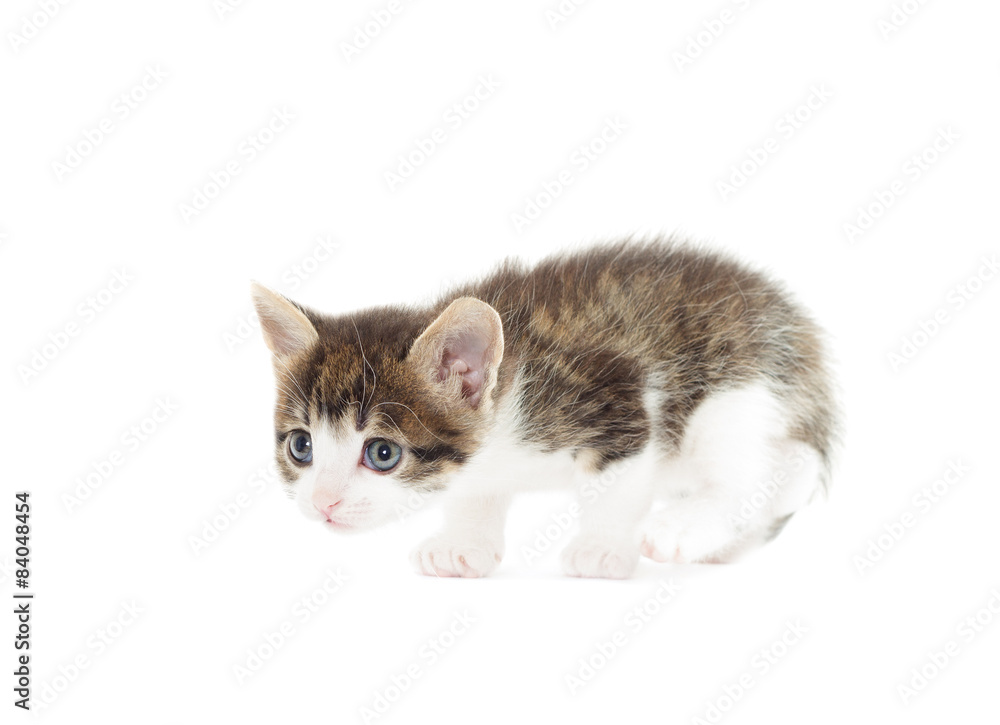 kitten prepares to jump on a white background isolated