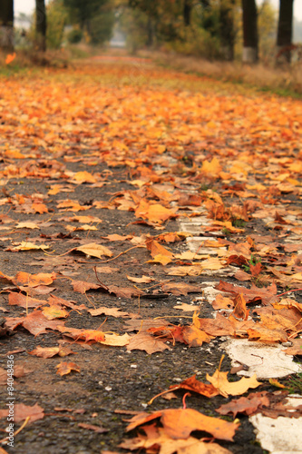 Fallen leaves on an abandoned street.