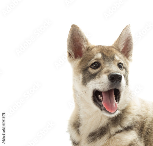Huskies muzzle on a white background
