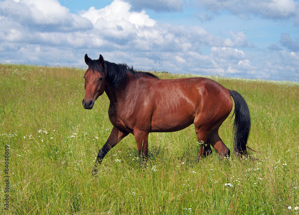 Beautiful free bay young horse trotting at the field Beautiful free bay young horse trotting at the field