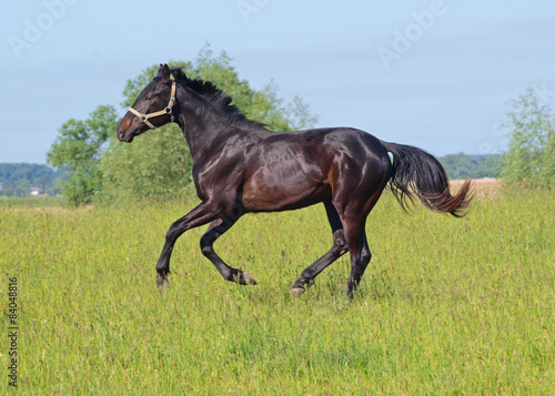 Dark-bay young stallion galloping on pasture in summer 