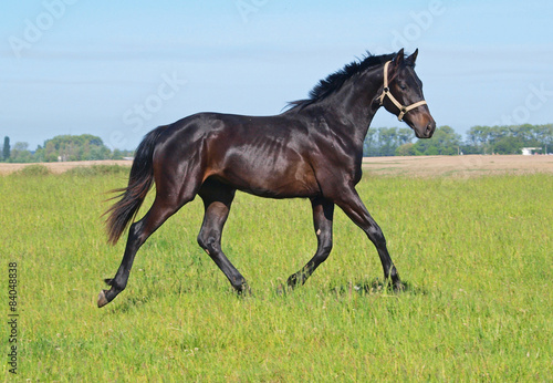 Bay young stallion trotting on a meadow in summer © goldika
