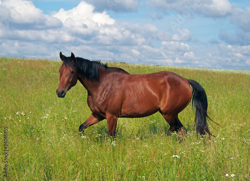 Beautiful  bay young horse trotting at the green meadow © goldika