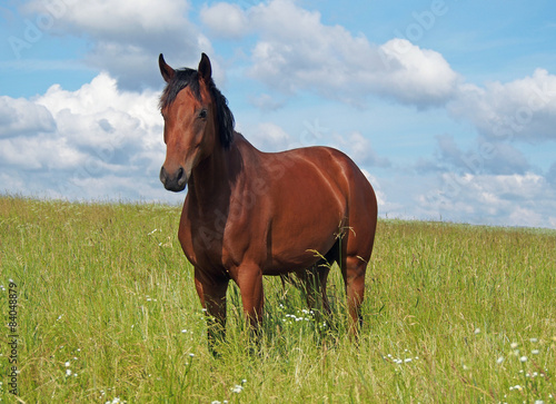 Portrait of young horse on summer pasture