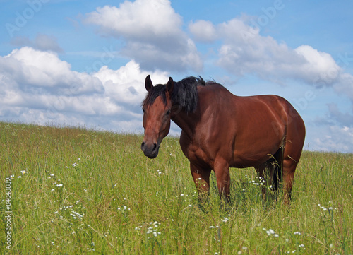 Portrait of young horse on pasture