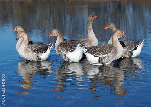 Group of domestic geese on a lake, grown by a natural method