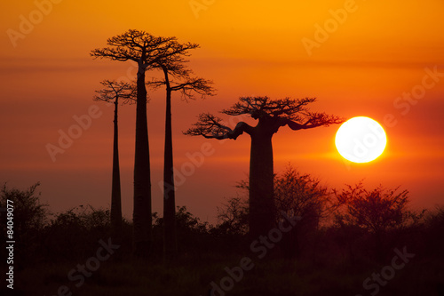 Fototapet baobabs with sunset
