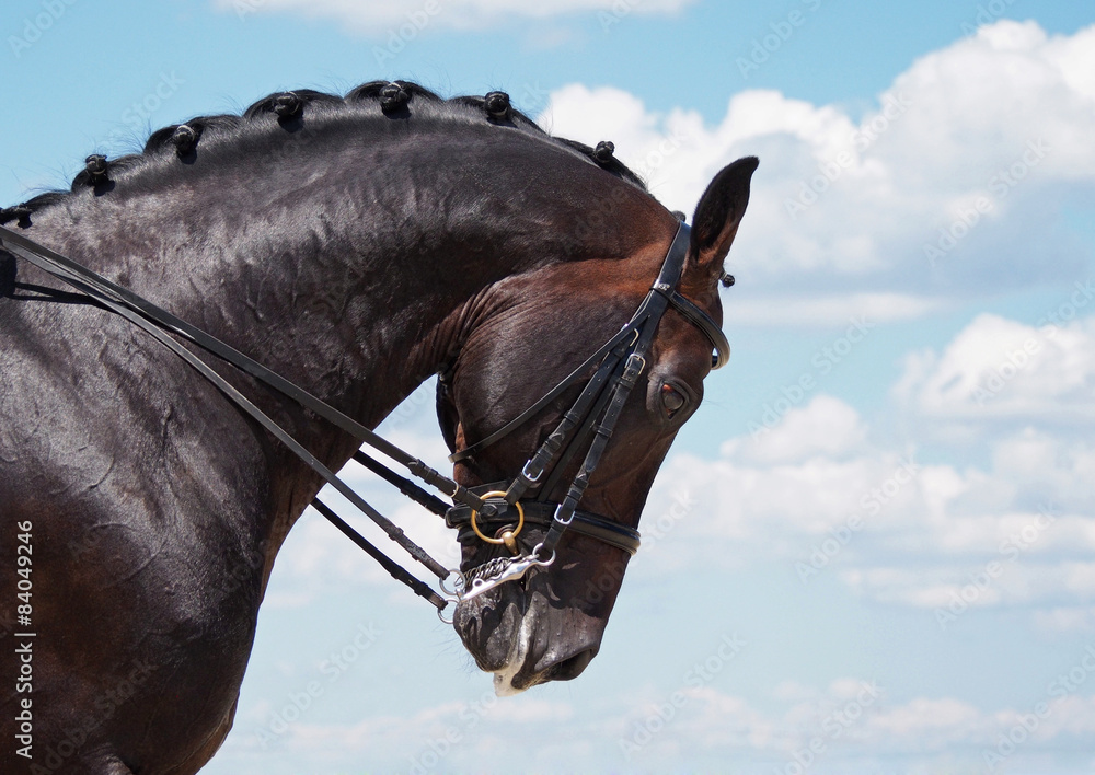 Fototapeta premium Portrait of dressage bay horse on nature background 