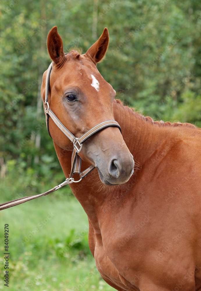 Portrait of chestnut horse on a natural green background Portrait of chestnut horse on a natural green background