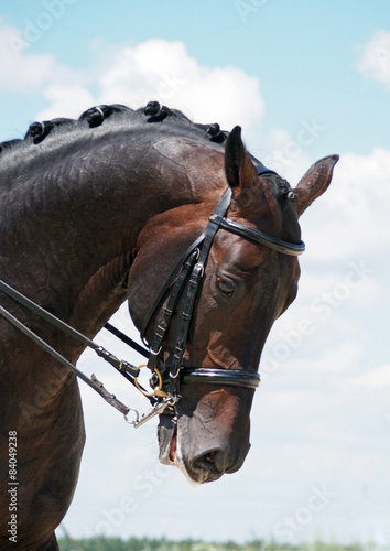 Portrait of dressage bay horse on nature background  © goldika