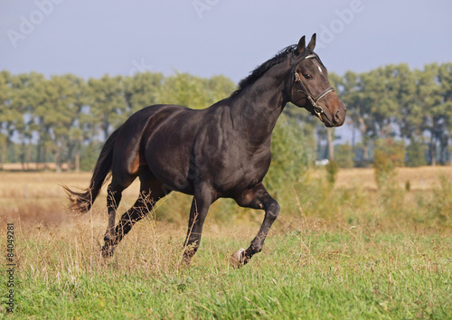 A young bay stallion trotting © goldika